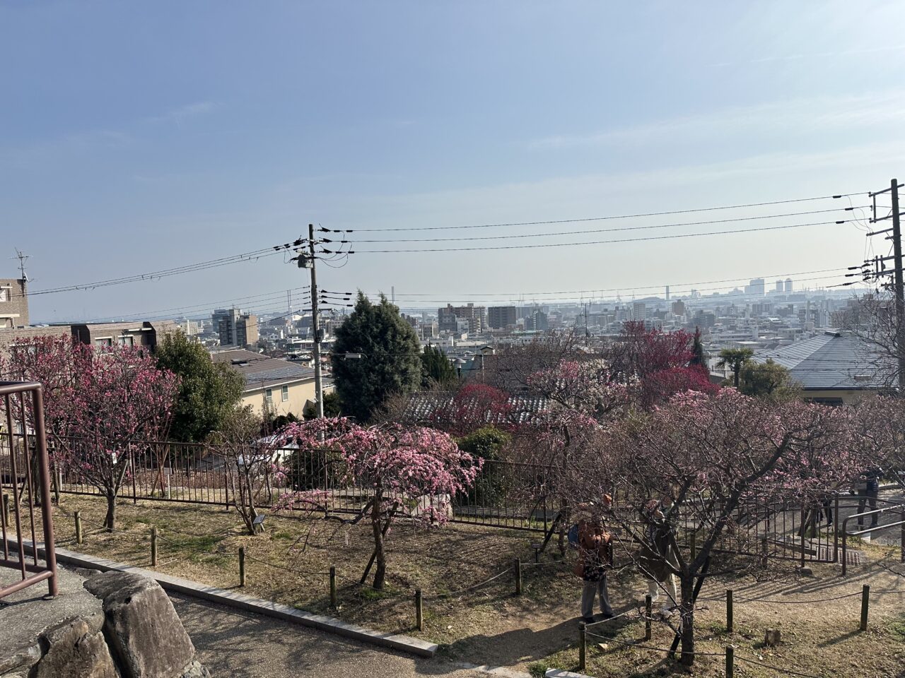 【神戸市東灘区】『摂津岡本梅まつり』2月22日開催♪ 陶芸工房「しののめラボ」さん 今年も出展です。＜2026年2月13日開花情報＞