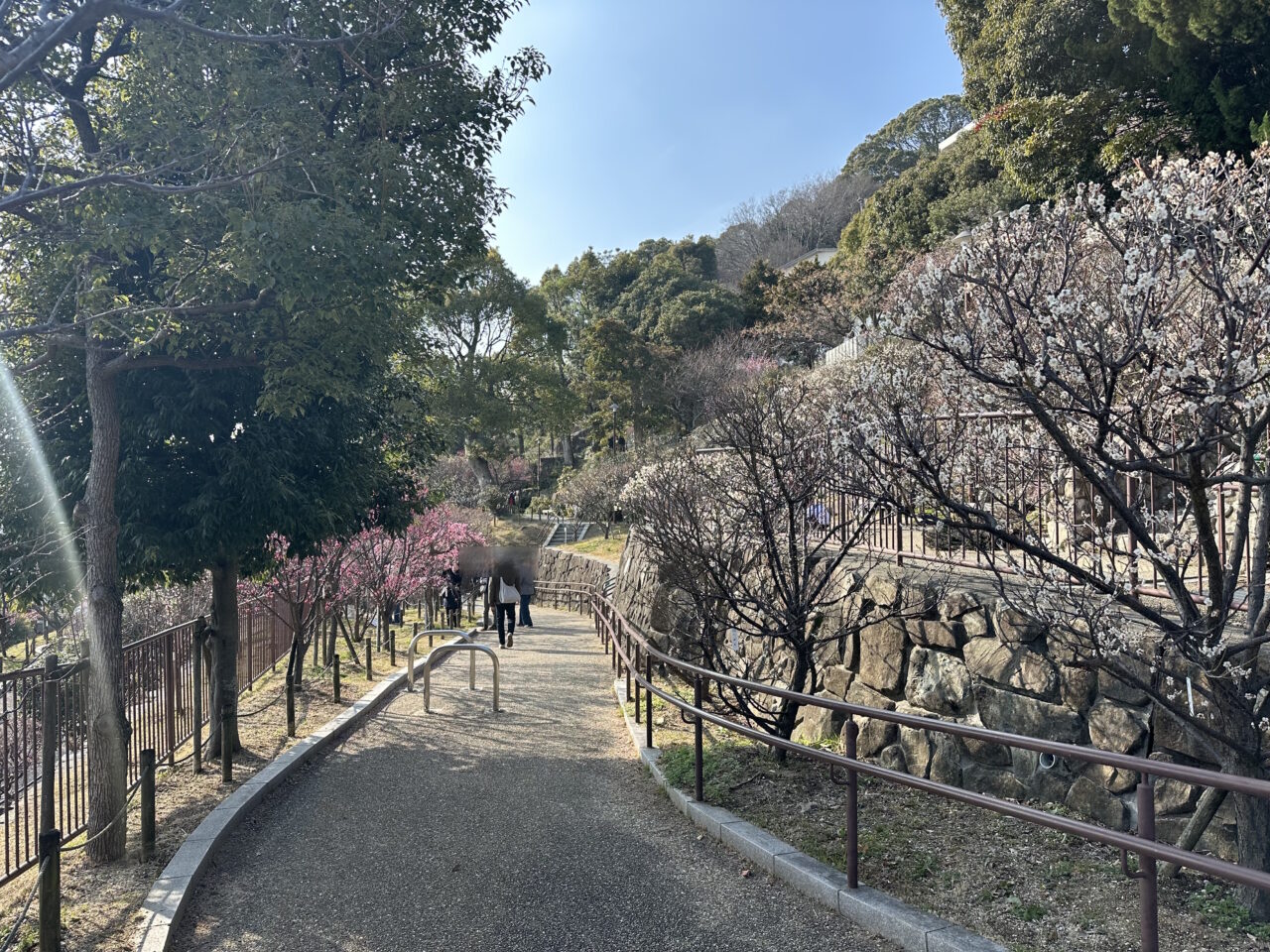 【神戸市東灘区】『摂津岡本梅まつり』2月22日開催♪ 陶芸工房「しののめラボ」さん 今年も出展です。＜2026年2月13日開花情報＞