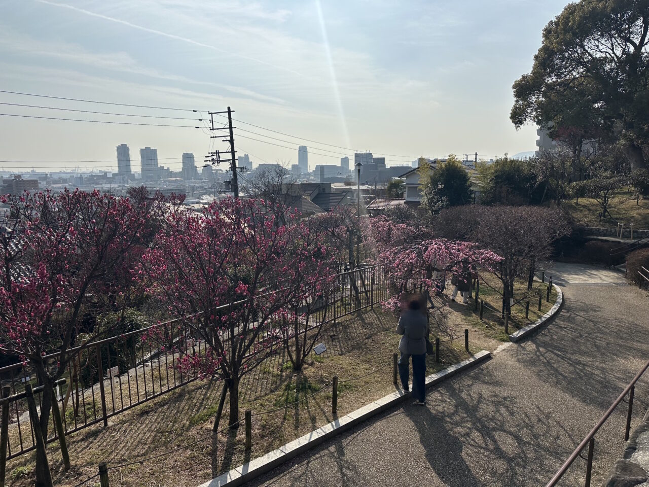 【神戸市東灘区】『摂津岡本梅まつり』2月22日開催♪ 陶芸工房「しののめラボ」さん 今年も出展です。＜2026年2月13日開花情報＞