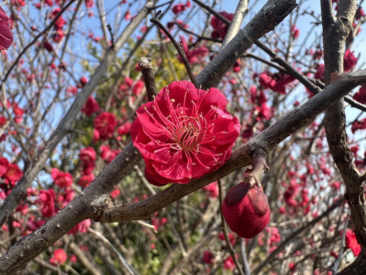 【神戸市東灘区】『摂津岡本梅まつり』2月22日開催♪ 陶芸工房「しののめラボ」さん 今年も出展です。＜2026年2月13日開花情報＞
