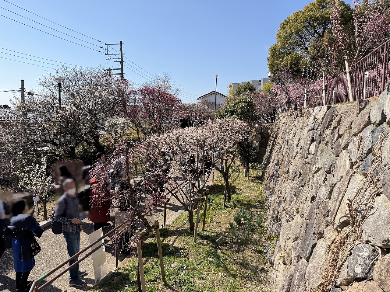 【神戸市東灘区】季節外れの陽気に誘われて…「摂津岡本梅まつり」は、人・人・人の大盛況でした♪ 2月22日開催。