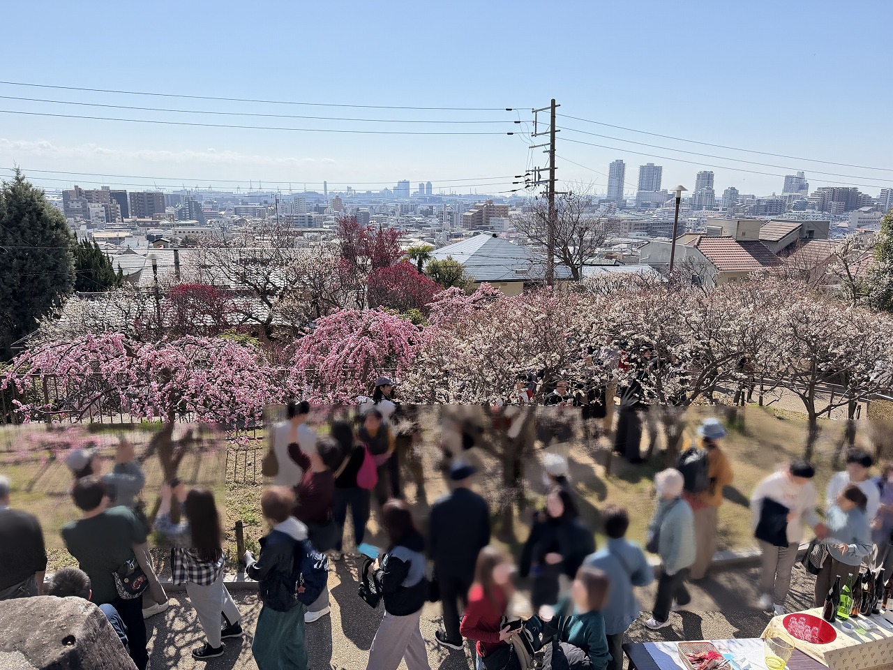 【神戸市東灘区】季節外れの陽気に誘われて…「摂津岡本梅まつり」は、人・人・人の大盛況でした♪ 2月22日開催。