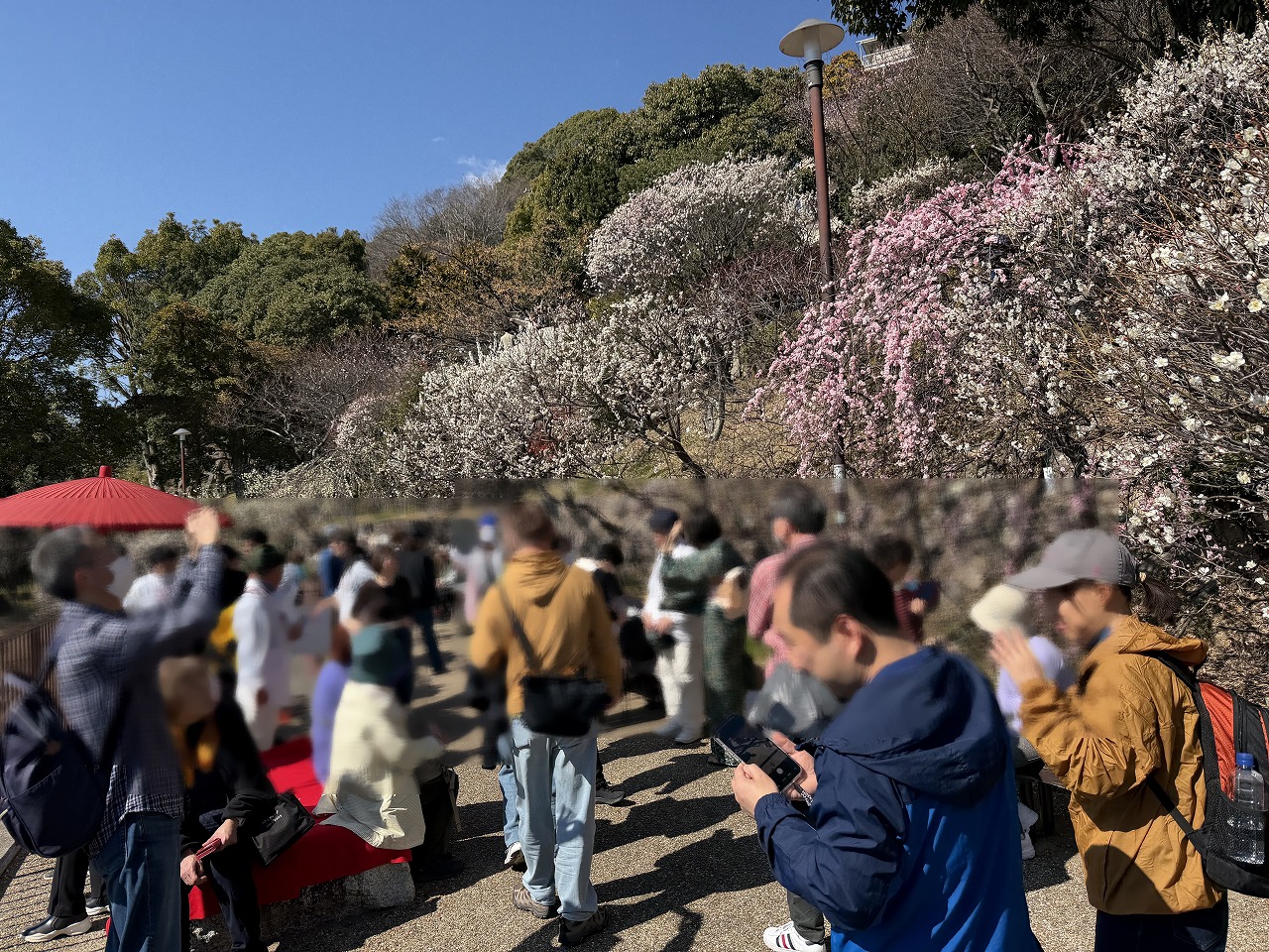 【神戸市東灘区】季節外れの陽気に誘われて…「摂津岡本梅まつり」は、人・人・人の大盛況でした♪ 2月22日開催。