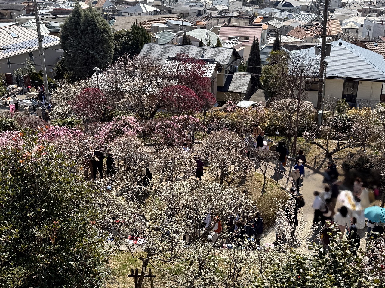 【神戸市東灘区】季節外れの陽気に誘われて…「摂津岡本梅まつり」は、人・人・人の大盛況でした♪ 2月22日開催。