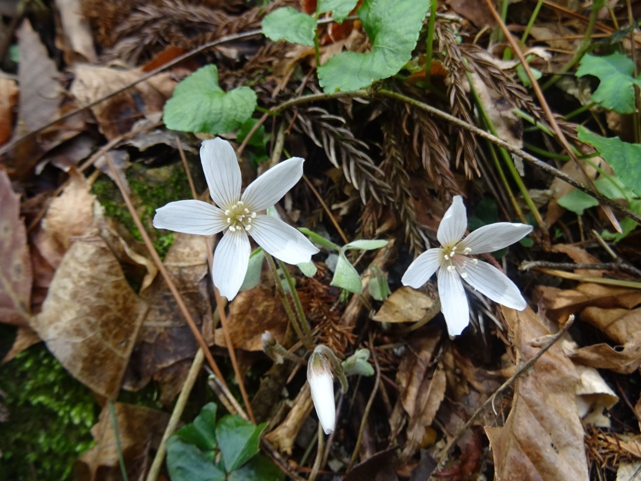 ミヤマカタバミ
