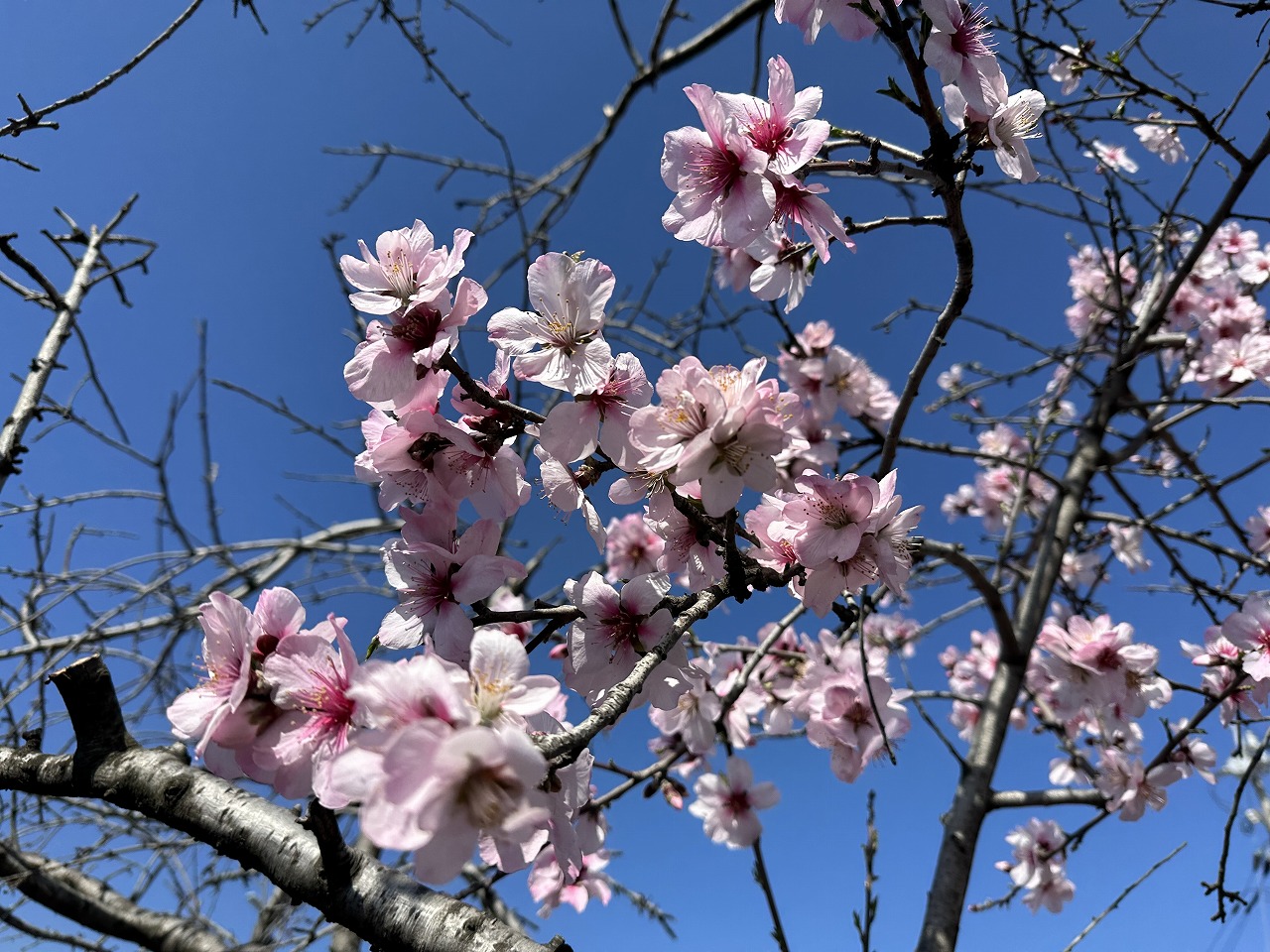 【神戸市東灘区】東洋ナッツ食品 春の風物詩！『第36回 アーモンドフェスティバル』が2026年3月21日(土)・22日(日)に開催♪＜深江＞