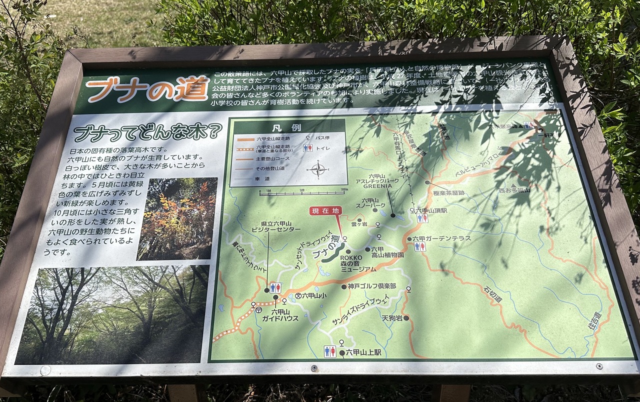 【神戸市灘区】参加無料♪ ガイドと一緒に…六甲山「春の花めぐりハイキング」2026年5月16日(土)開催！定員20名