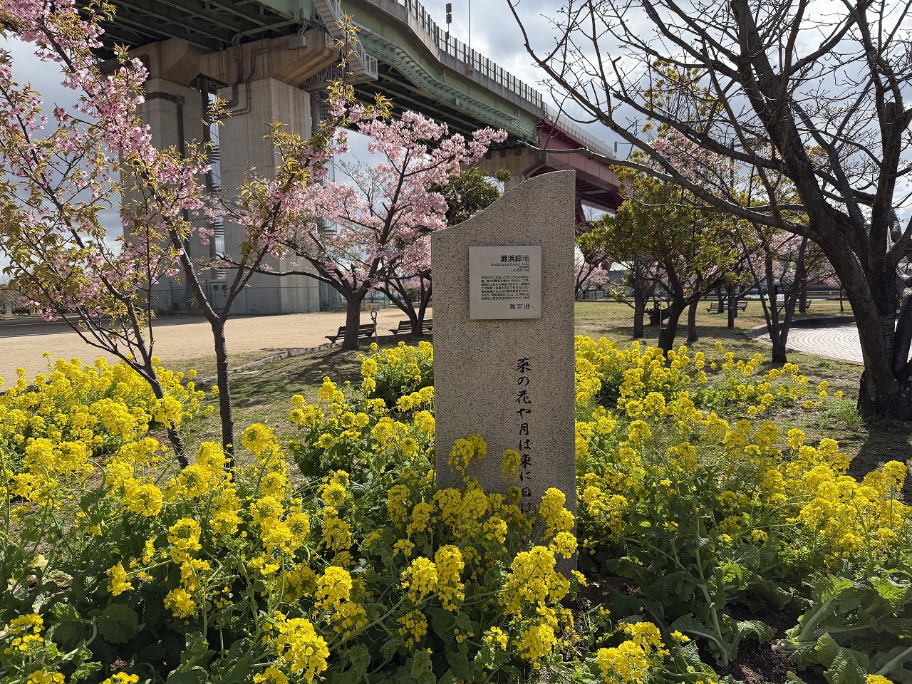 灘浜緑地｜菜の花まつりは3/14！でも桜はひと足早く見頃に
