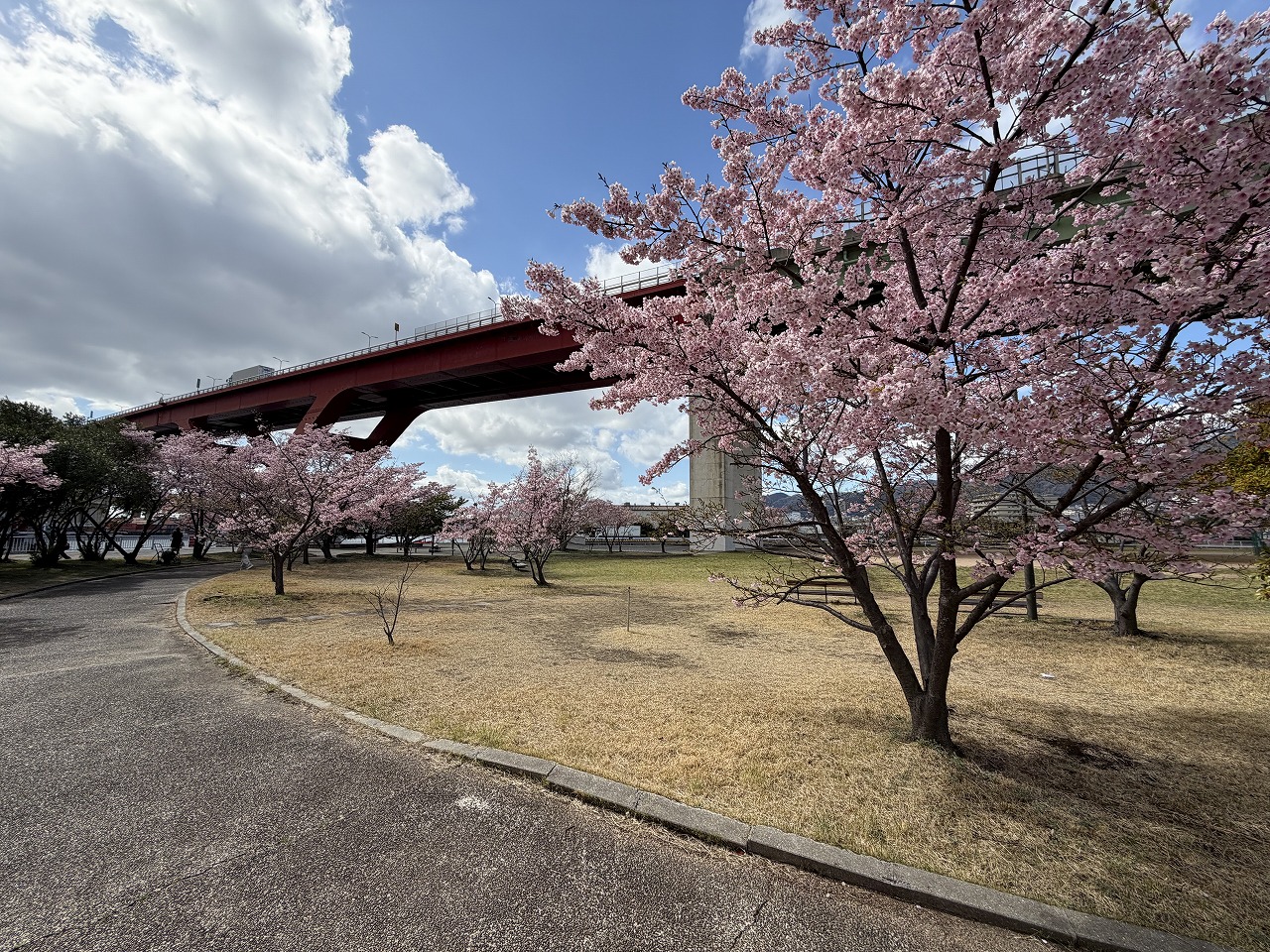 阪神高速の赤い橋をバックに河津桜が咲き誇る、灘区でも知る人ぞ知るお花見スポット♪
