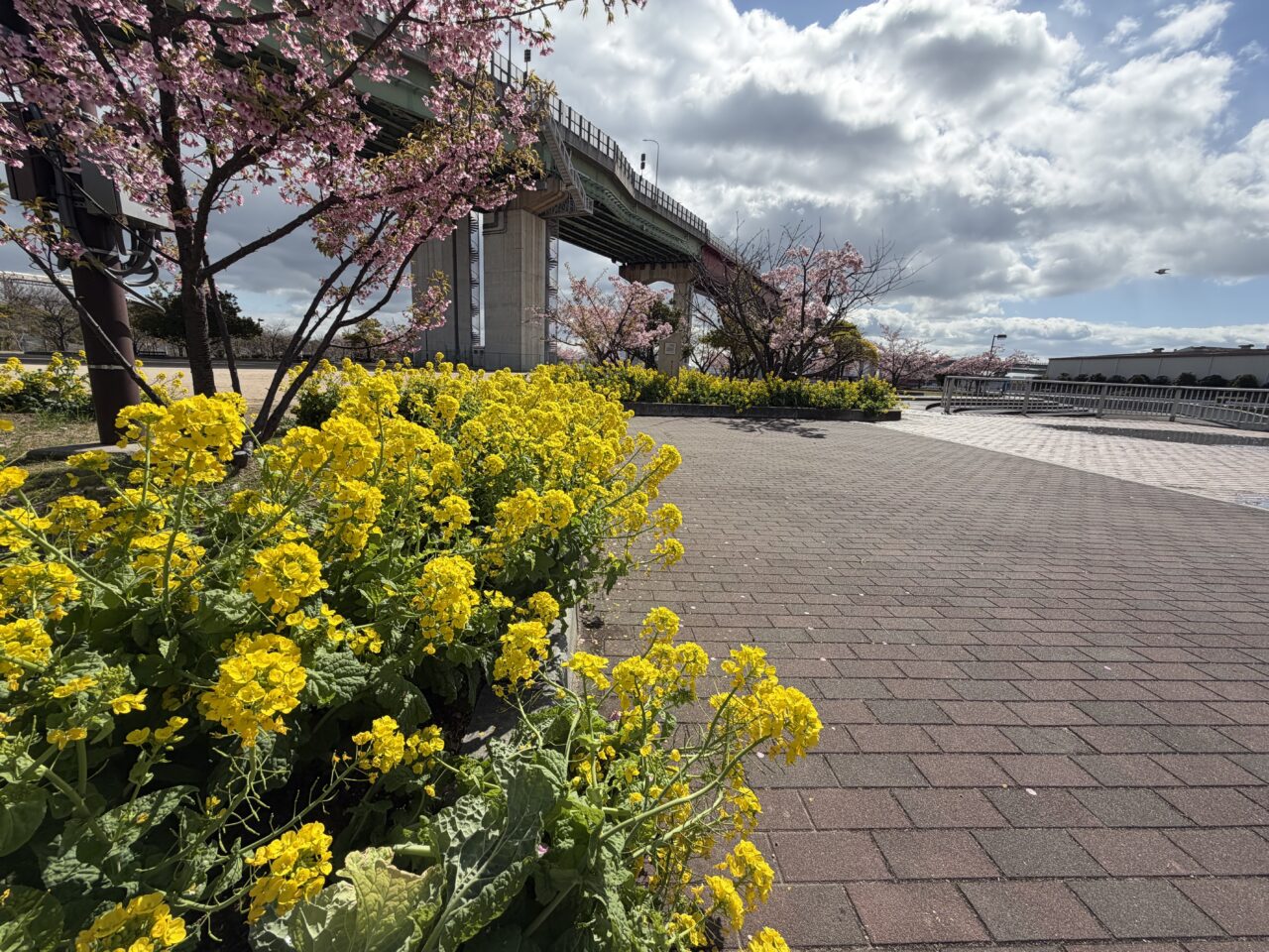 【神戸市灘区】神戸・灘区｜河津桜＆菜の花が今まさに見頃！「西郷川河口公園」＆「灘浜緑地」2026年3月4日撮影レポート