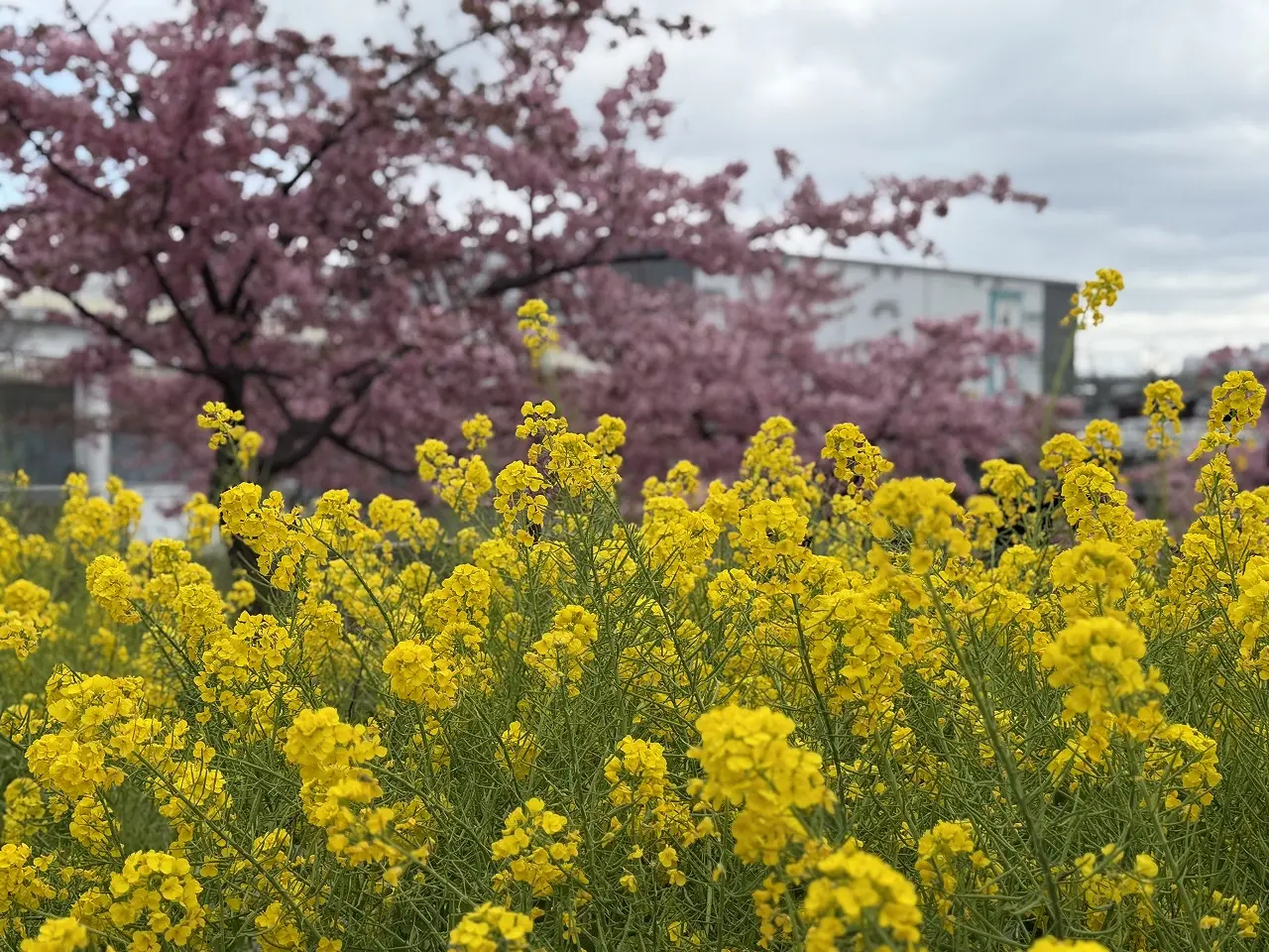 「西郷川河口公園」（神戸市灘区岩屋南町２丁目）