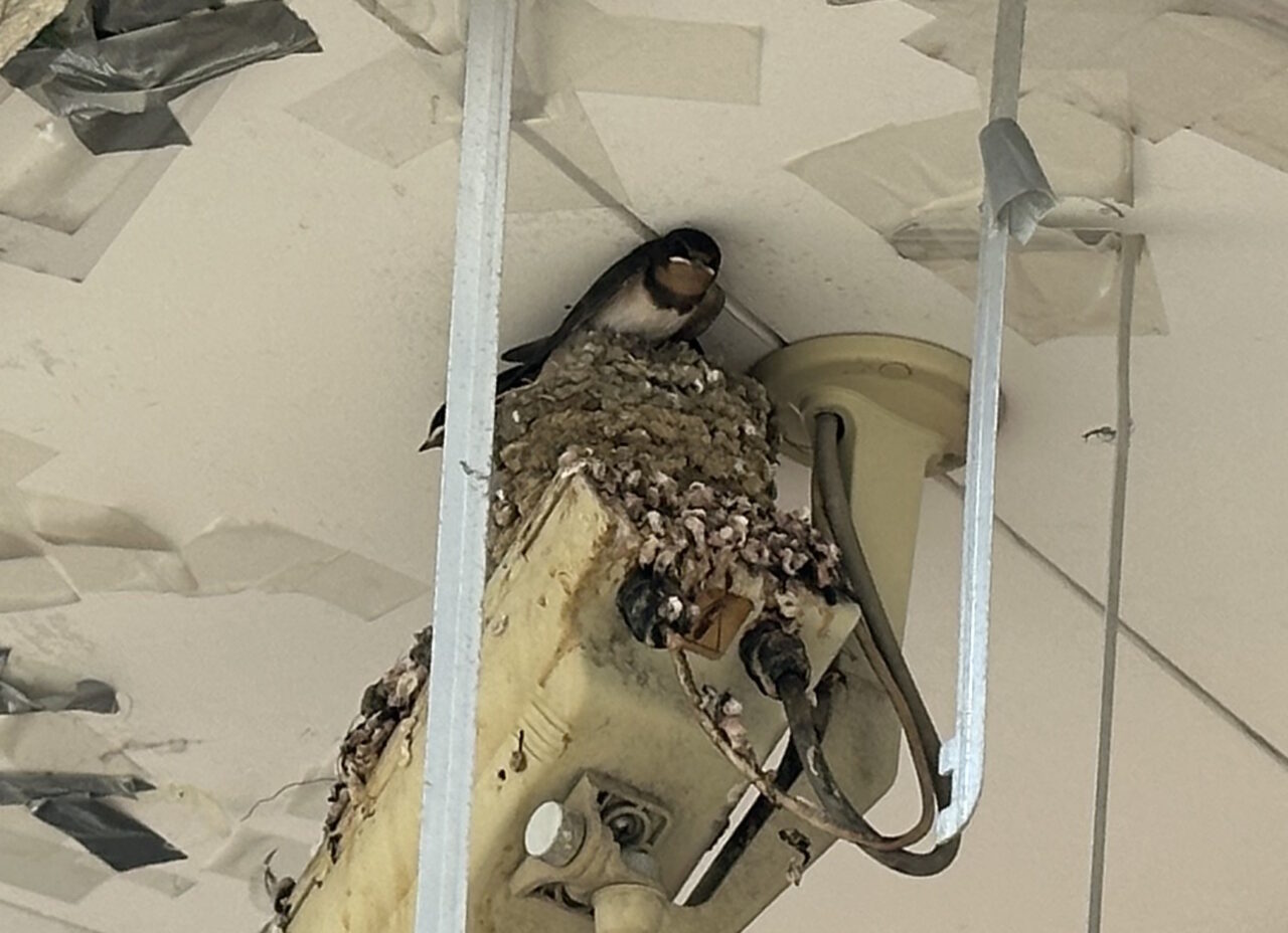 【神戸市東灘区】思わずほっこり♪ セブン-イレブン神戸本山駅南店で見つけた「ツバメ限定物件」の貼り紙を発見(≧▽≦)