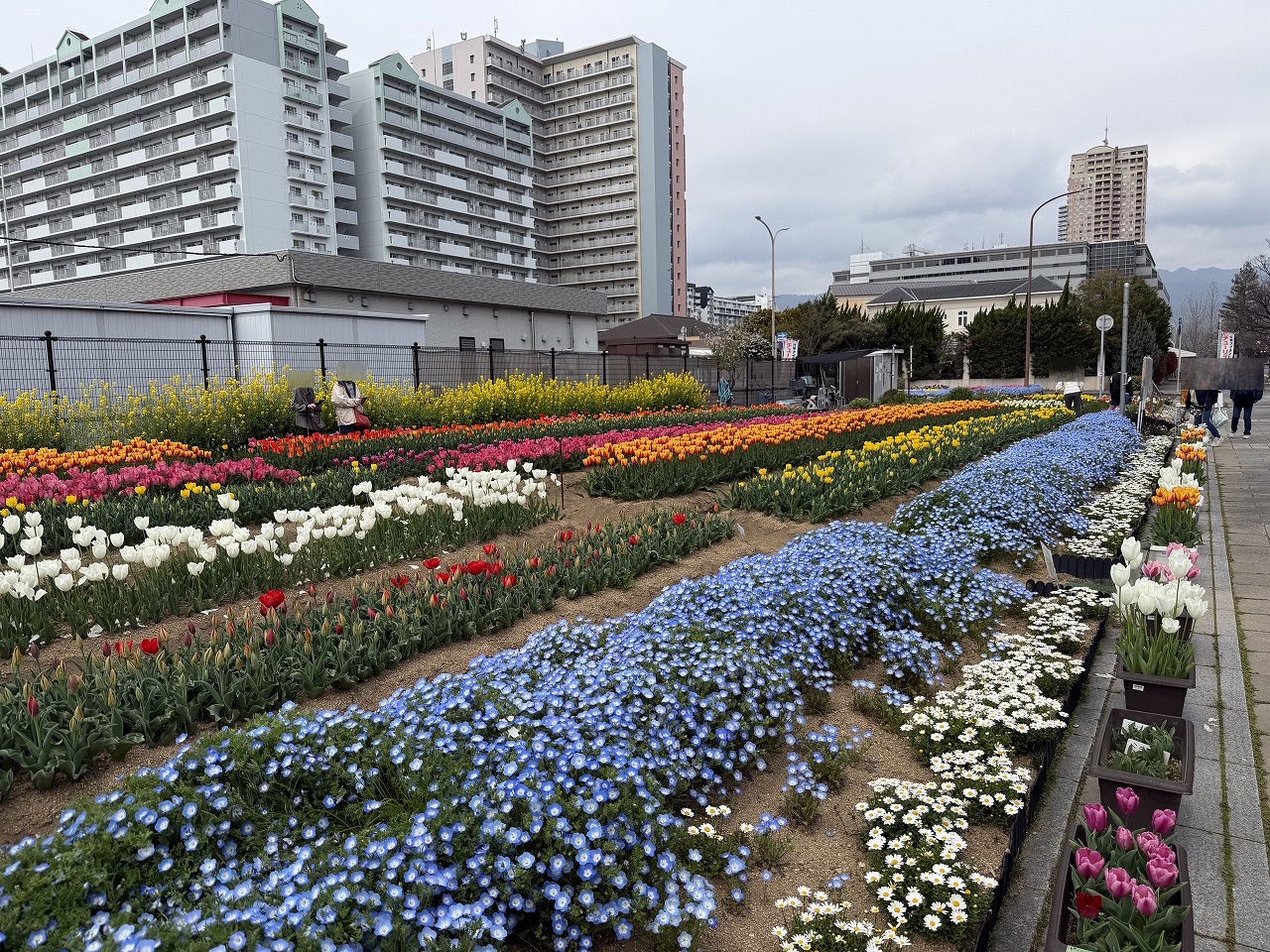 【神戸市東灘区】六甲アイランド「チューリップ祭り」へ行ってきました♪ 今年は早めの開花でネモフィラとの共演も見事！