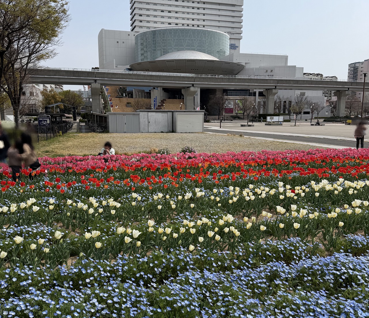 【神戸市東灘区】六甲アイランド「チューリップ祭り」へ行ってきました♪ 今年は早めの開花でネモフィラとの共演も見事！