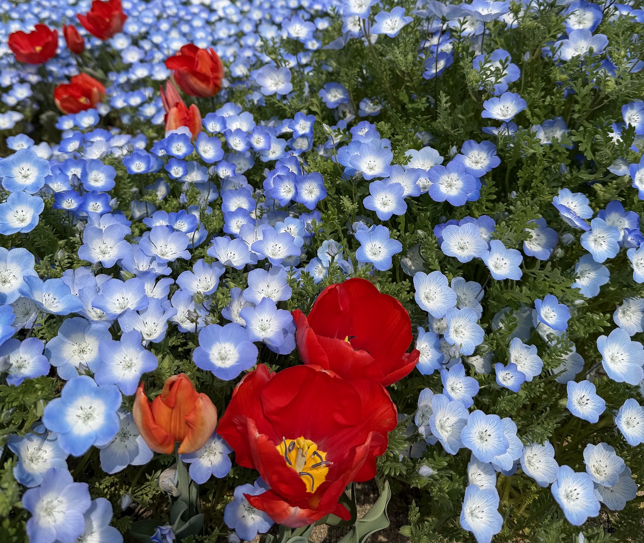 【神戸市東灘区】六甲アイランド「チューリップ祭り」へ行ってきました♪ 今年は早めの開花でネモフィラとの共演も見事！