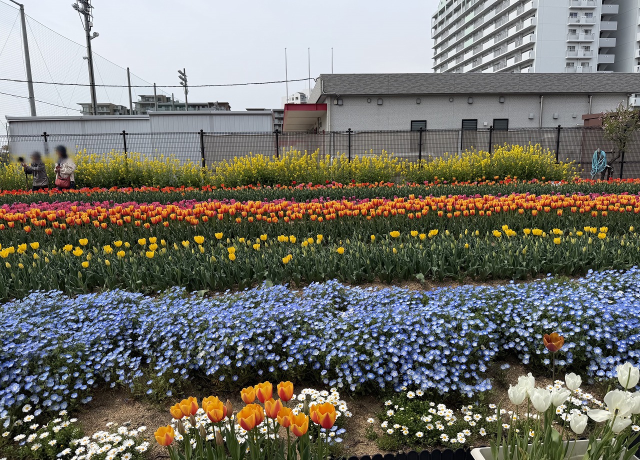【神戸市東灘区】六甲アイランド「チューリップ祭り」へ行ってきました♪ 今年は早めの開花でネモフィラとの共演も見事！