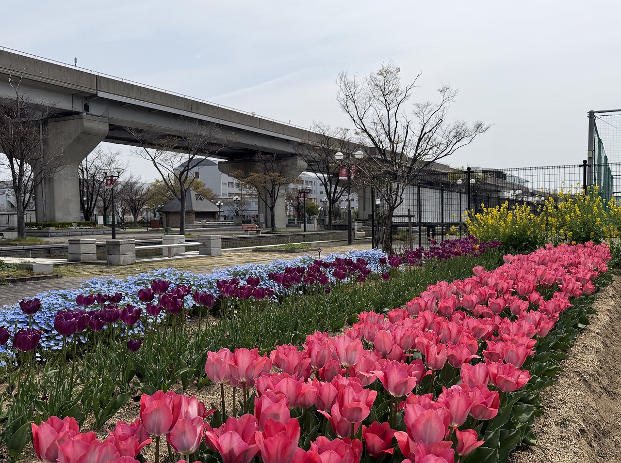 【神戸市東灘区】六甲アイランド「チューリップ祭り」へ行ってきました♪ 今年は早めの開花でネモフィラとの共演も見事！