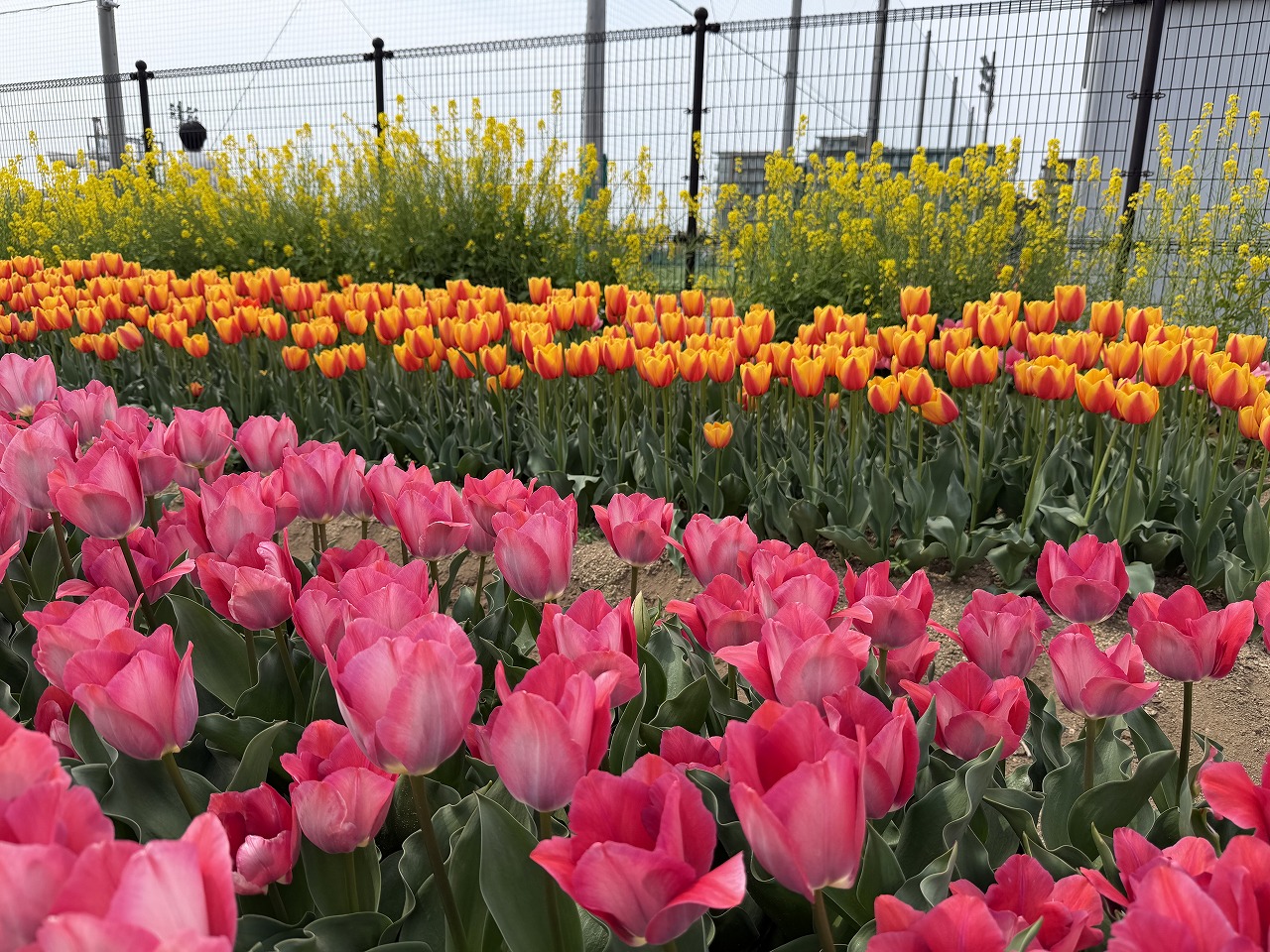 【神戸市東灘区】六甲アイランド「チューリップ祭り」へ行ってきました♪ 今年は早めの開花でネモフィラとの共演も見事！
