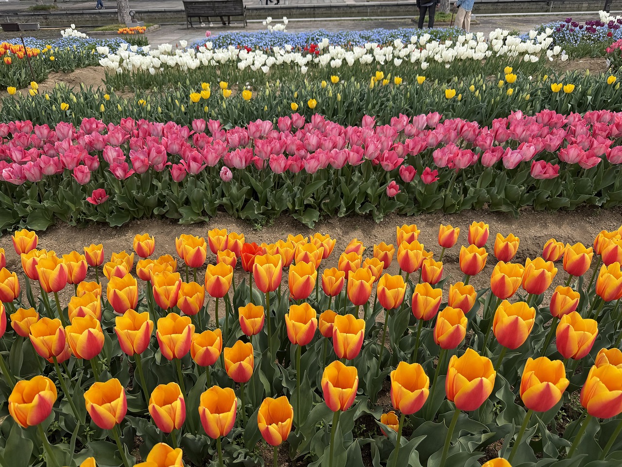 【神戸市東灘区】六甲アイランド「チューリップ祭り」へ行ってきました♪ 今年は早めの開花でネモフィラとの共演も見事！