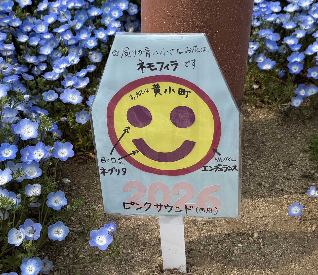 【神戸市東灘区】六甲アイランド「チューリップ祭り」へ行ってきました♪ 今年は早めの開花でネモフィラとの共演も見事！