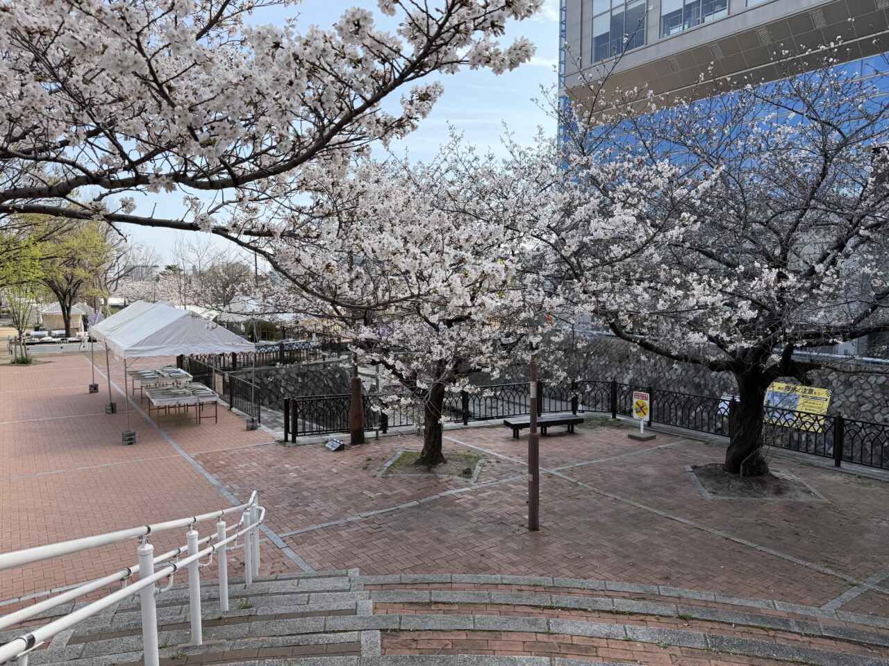 【神戸市灘区】明日4月4日開催！なだ桜まつりの会場をひと足先に見てきました♪ 桜は見頃、設営も進行中です