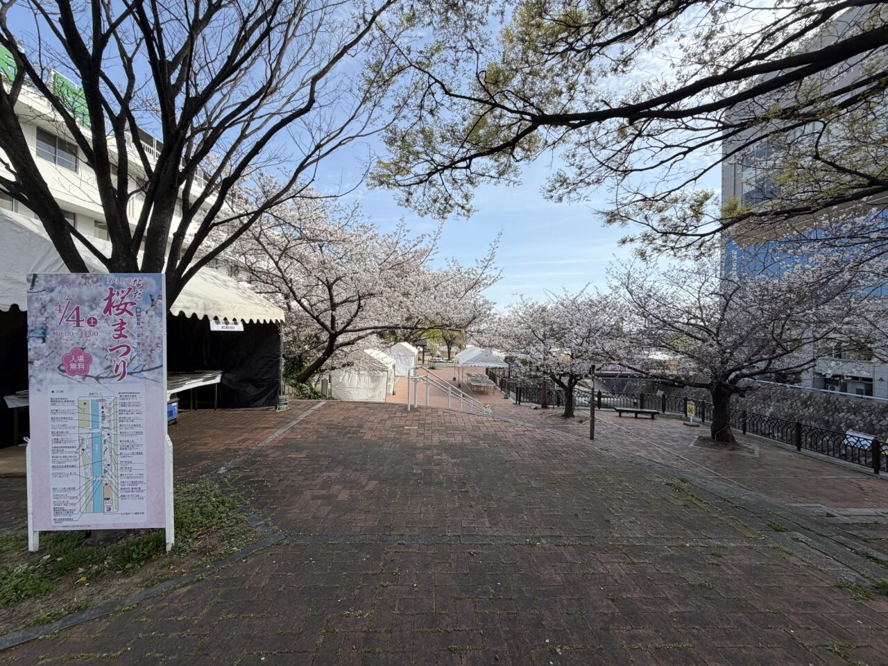 【神戸市灘区】明日4月4日開催！なだ桜まつりの会場をひと足先に見てきました♪ 桜は見頃、設営も進行中です