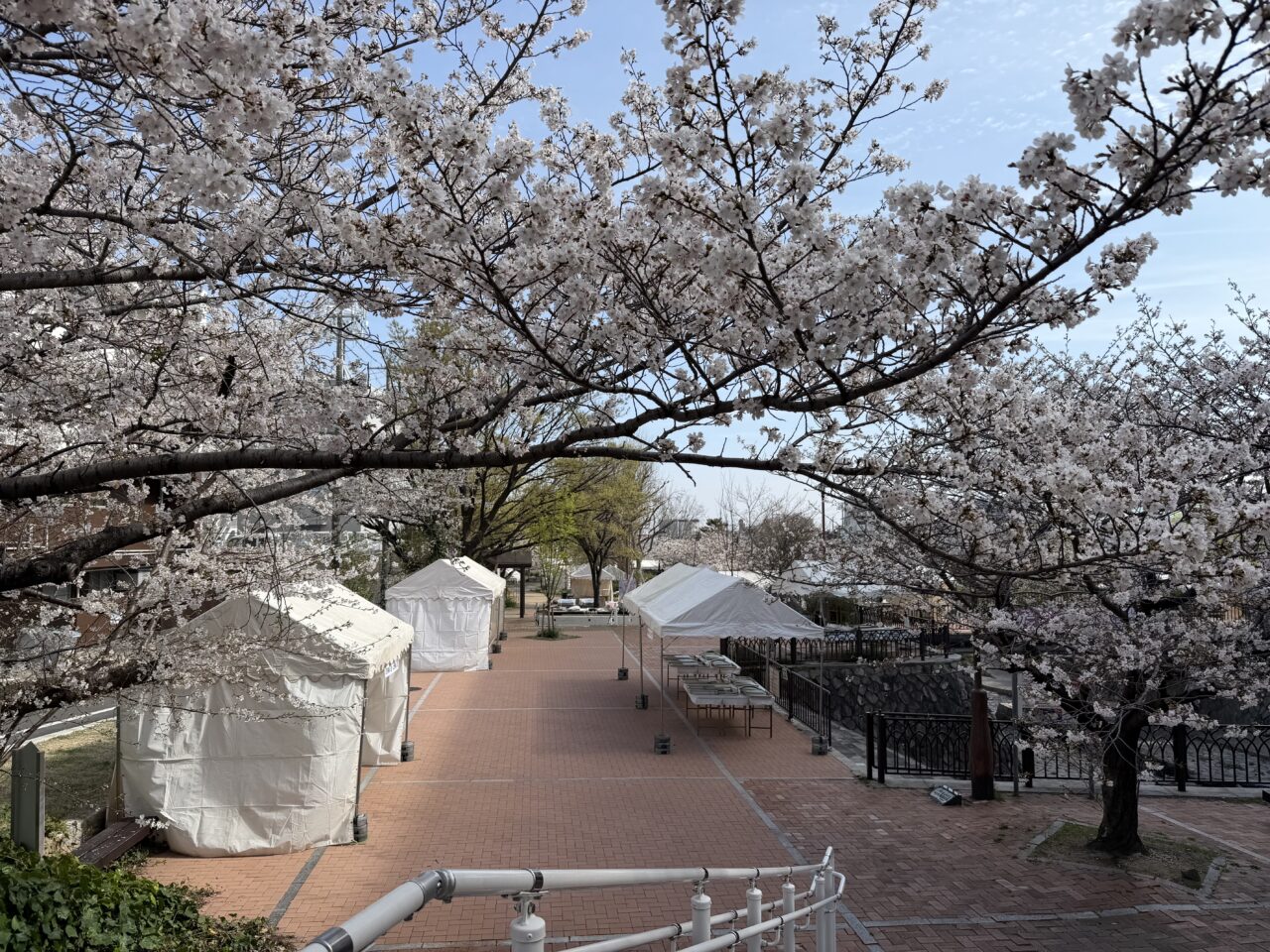 【神戸市灘区】明日4月4日開催！なだ桜まつりの会場をひと足先に見てきました♪ 桜は見頃、設営も進行中です