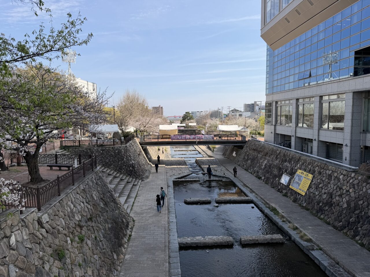 【神戸市灘区】明日4月4日開催！なだ桜まつりの会場をひと足先に見てきました♪ 桜は見頃、設営も進行中です