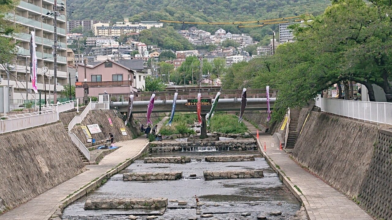 【神戸市灘区】新緑の摩耶山を背景に、都賀川で鯉のぼりが泳いでいます♪ 雨による急変にはご注意。