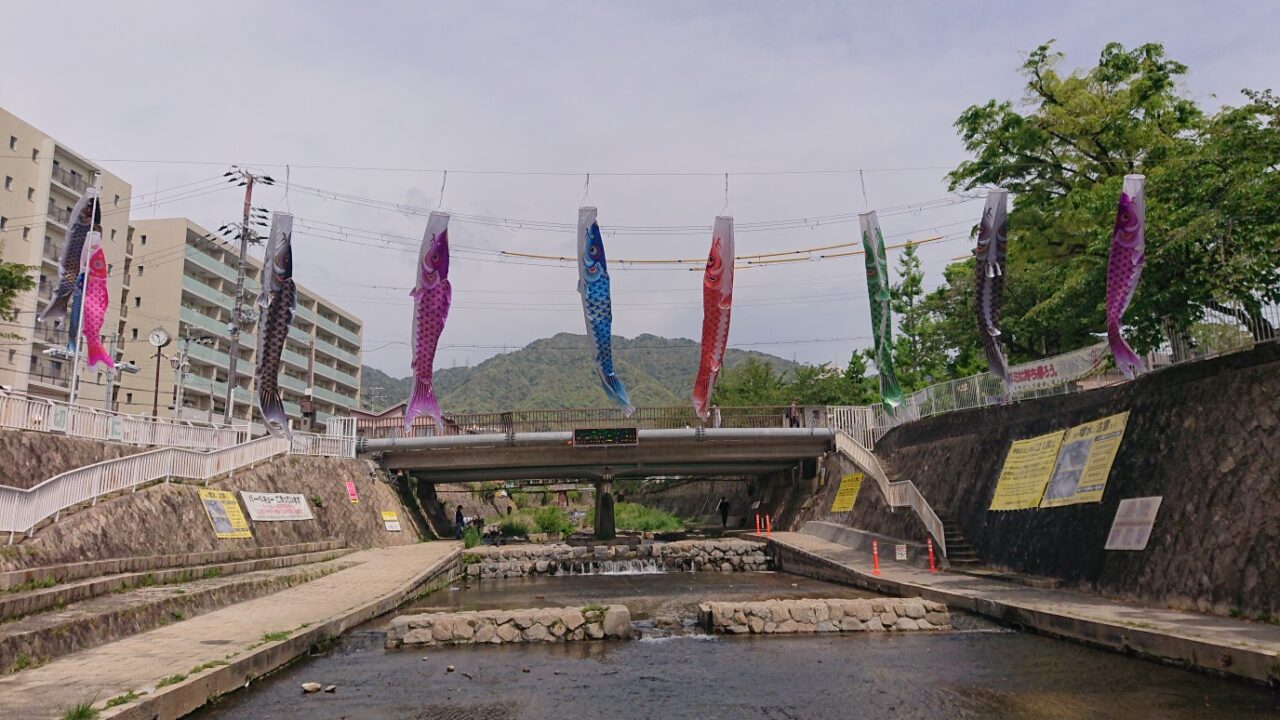 【神戸市灘区】新緑の摩耶山を背景に、都賀川で鯉のぼりが泳いでいます♪ 雨による急変にはご注意。