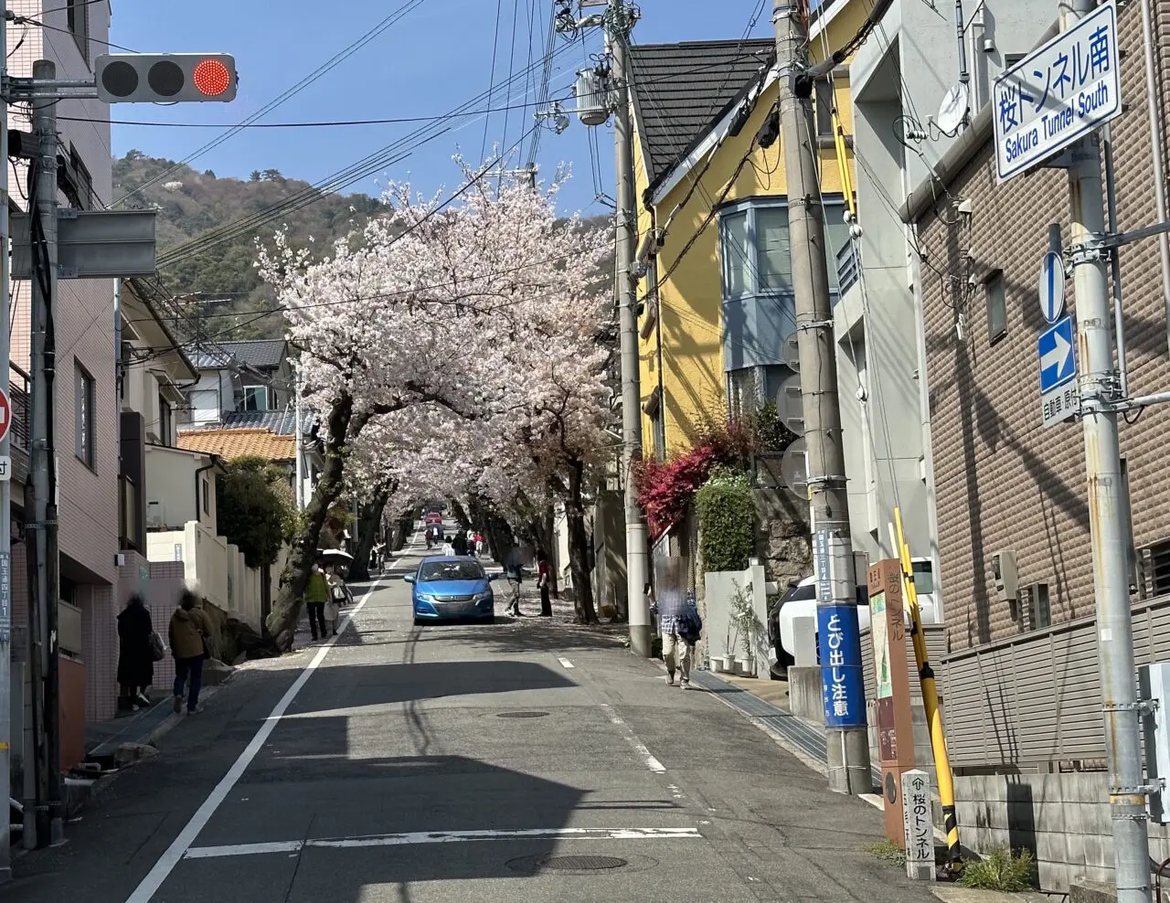 【神戸市灘区】あの「桜のトンネル」の桜が半数以上伐採…。梅雨の晴れ間、現地の様子を見てきました。