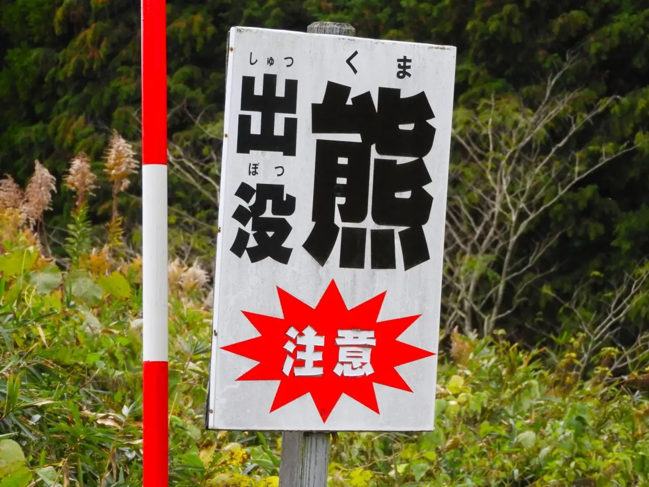 【神戸市】とうとう神戸市内でもクマの情報が…。6月11日、北区道場町の山林で成獣とみられるクマを撮影