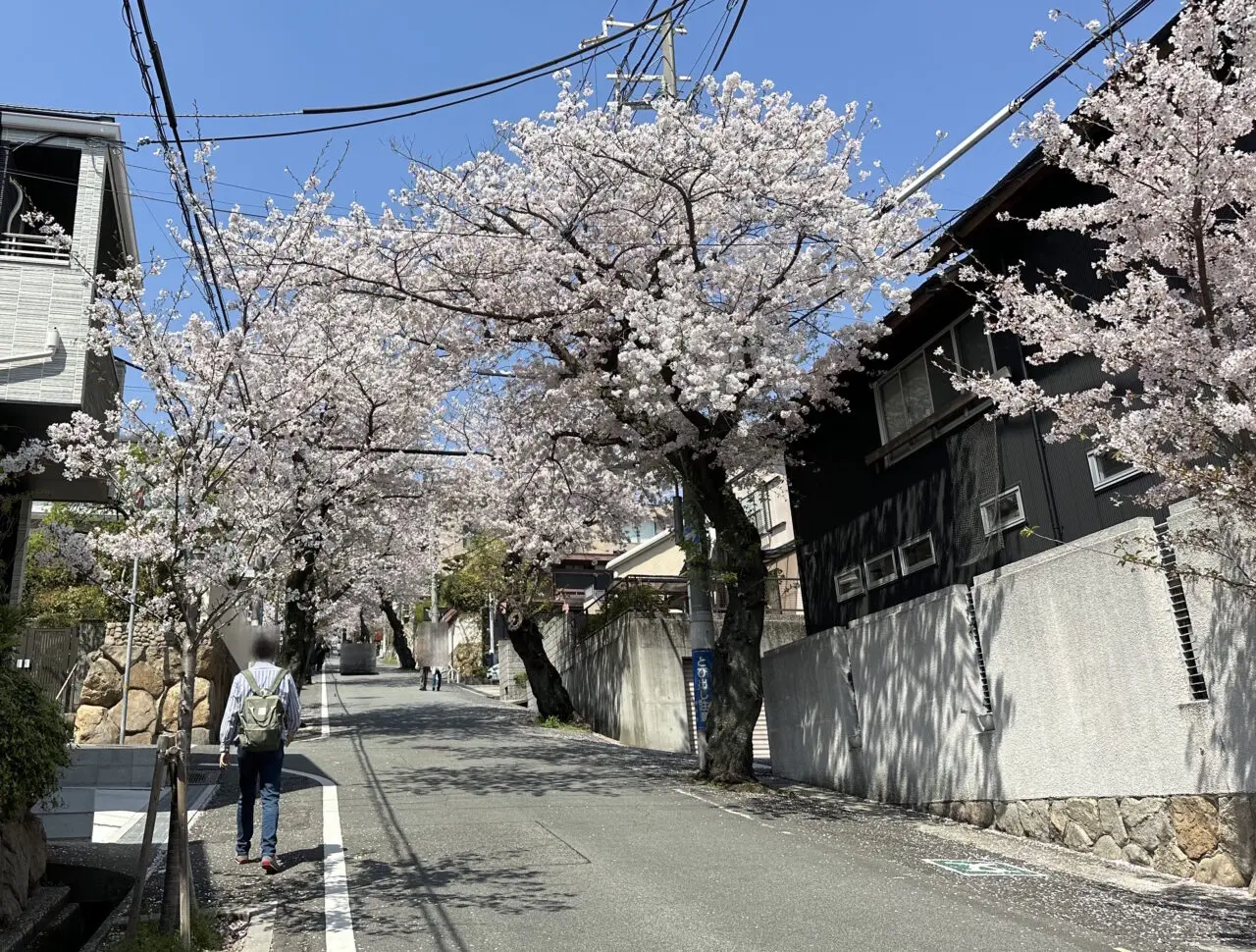 【神戸市灘区】あの「桜のトンネル」の桜が半数以上伐採…。梅雨の晴れ間、現地の様子を見てきました。