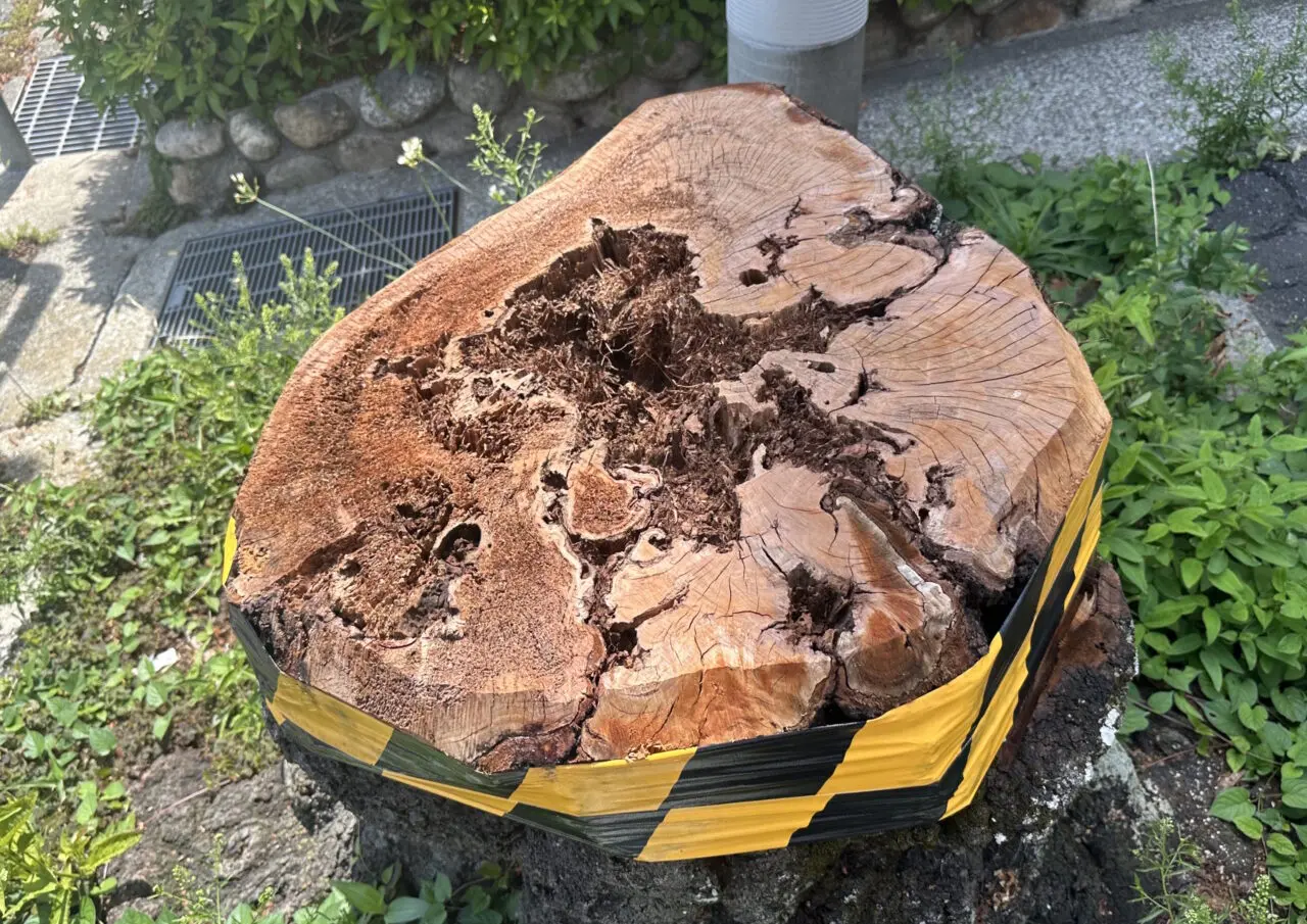 【神戸市灘区】あの「桜のトンネル」の桜が半数以上伐採…。梅雨の晴れ間、現地の様子を見てきました。