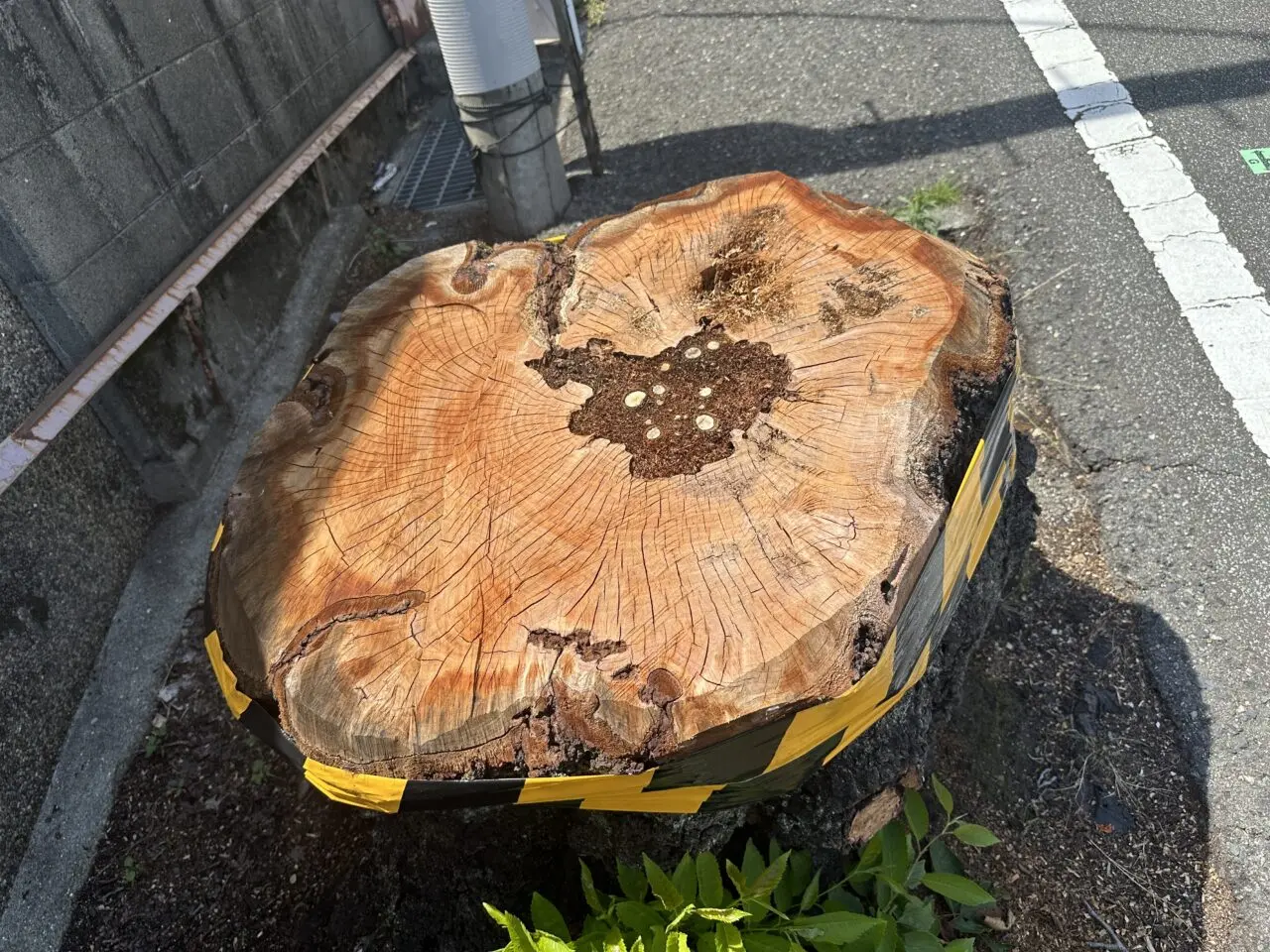【神戸市灘区】あの「桜のトンネル」の桜が半数以上伐採…。梅雨の晴れ間、現地の様子を見てきました。