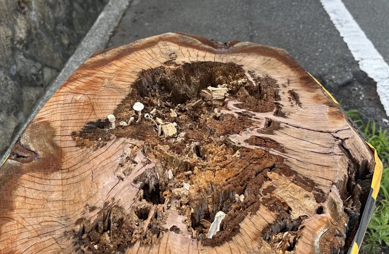【神戸市灘区】あの「桜のトンネル」の桜が半数以上伐採…。梅雨の晴れ間、現地の様子を見てきました。