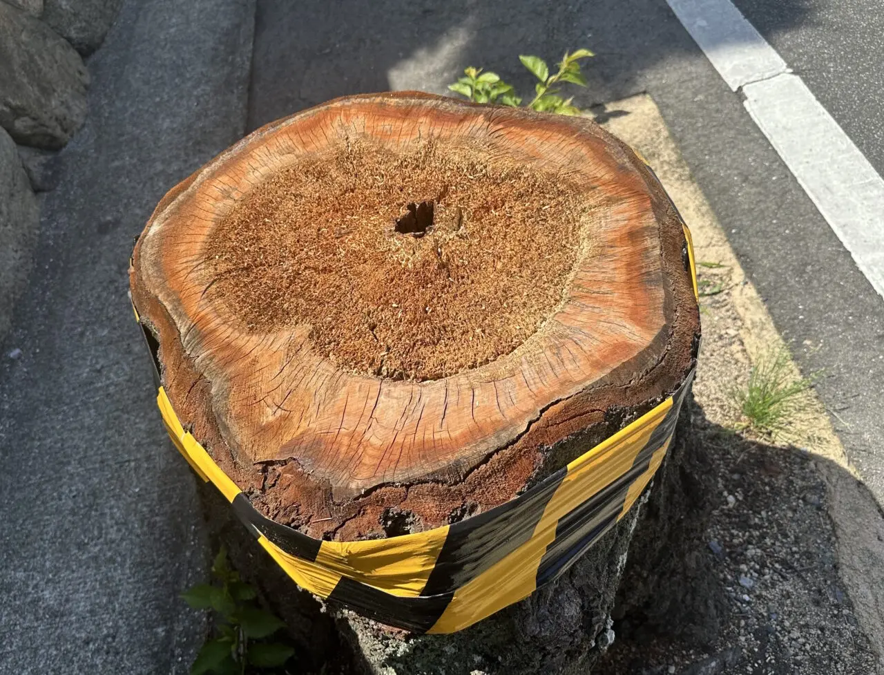 【神戸市灘区】あの「桜のトンネル」の桜が半数以上伐採…。梅雨の晴れ間、現地の様子を見てきました。